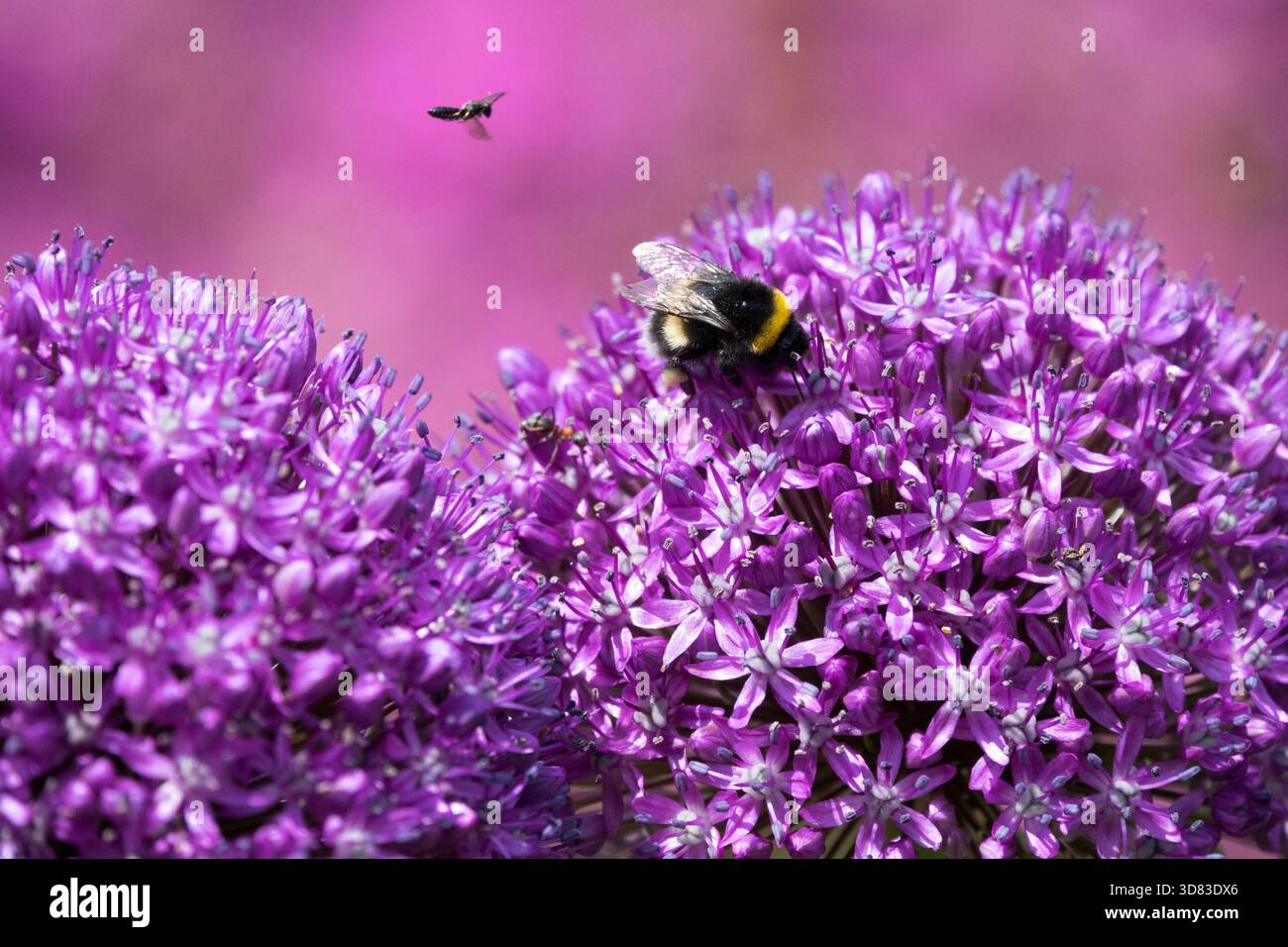 Insecte volant au-dessus des boules d'Allium (guêpe solitaire genre Psenulus), Bumblebee sur fleur Banque D'Images