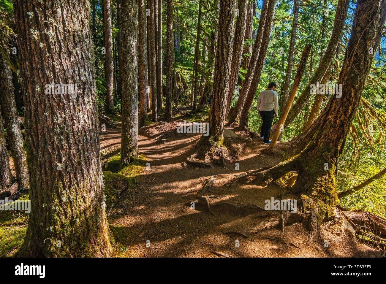Randonneur à Ancient Groves Trail, forêt ancienne au-dessus de la rivière sol Duc dans le parc national olympique, péninsule olympique, État de Washington, États-Unis Banque D'Images