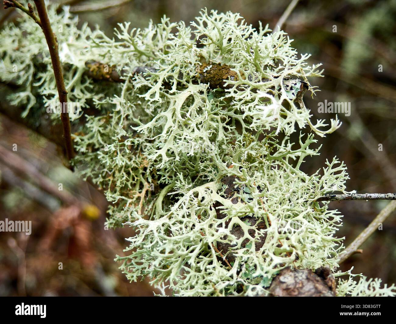 Gros plan du lichen de renne vert pâle (Cladonia rangiferina) sur Branch Banque D'Images