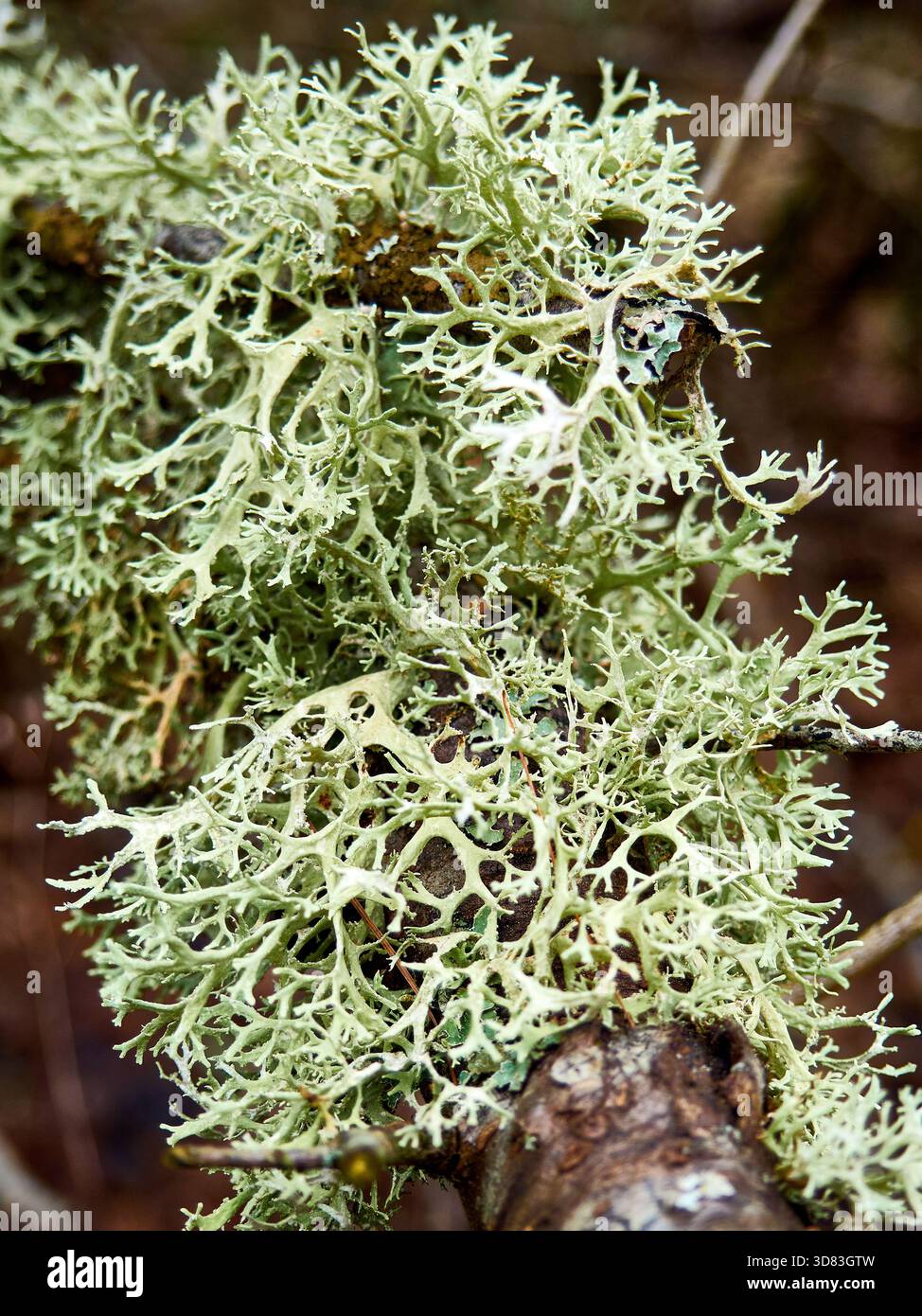 Gros plan du lichen de renne vert pâle (Cladonia rangiferina) sur Branch Banque D'Images