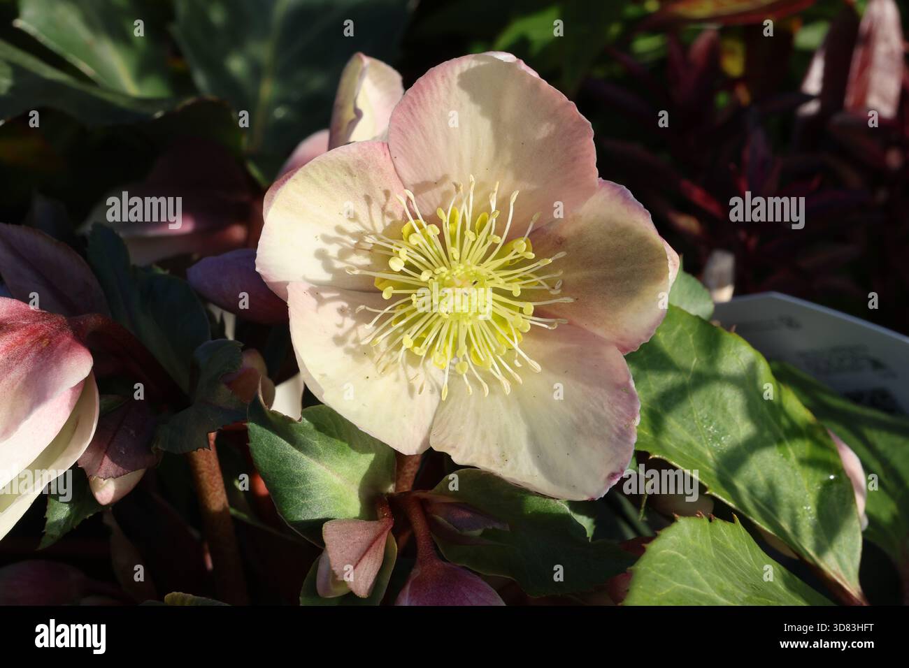 Simple gros plan blush rose crème fleur de rose de Noël avec centre jaune. Helleborus × ericsmithii HGC Malory ('Coseh 780'PBR) Banque D'Images