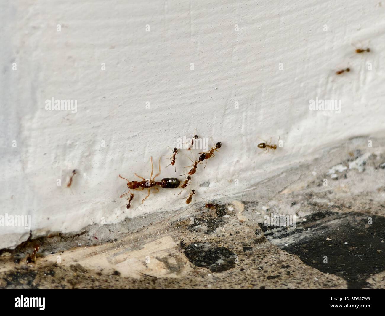 Un groupe de fourmis pharaons et une fourmi reine ou monomorium pharaonis Banque D'Images