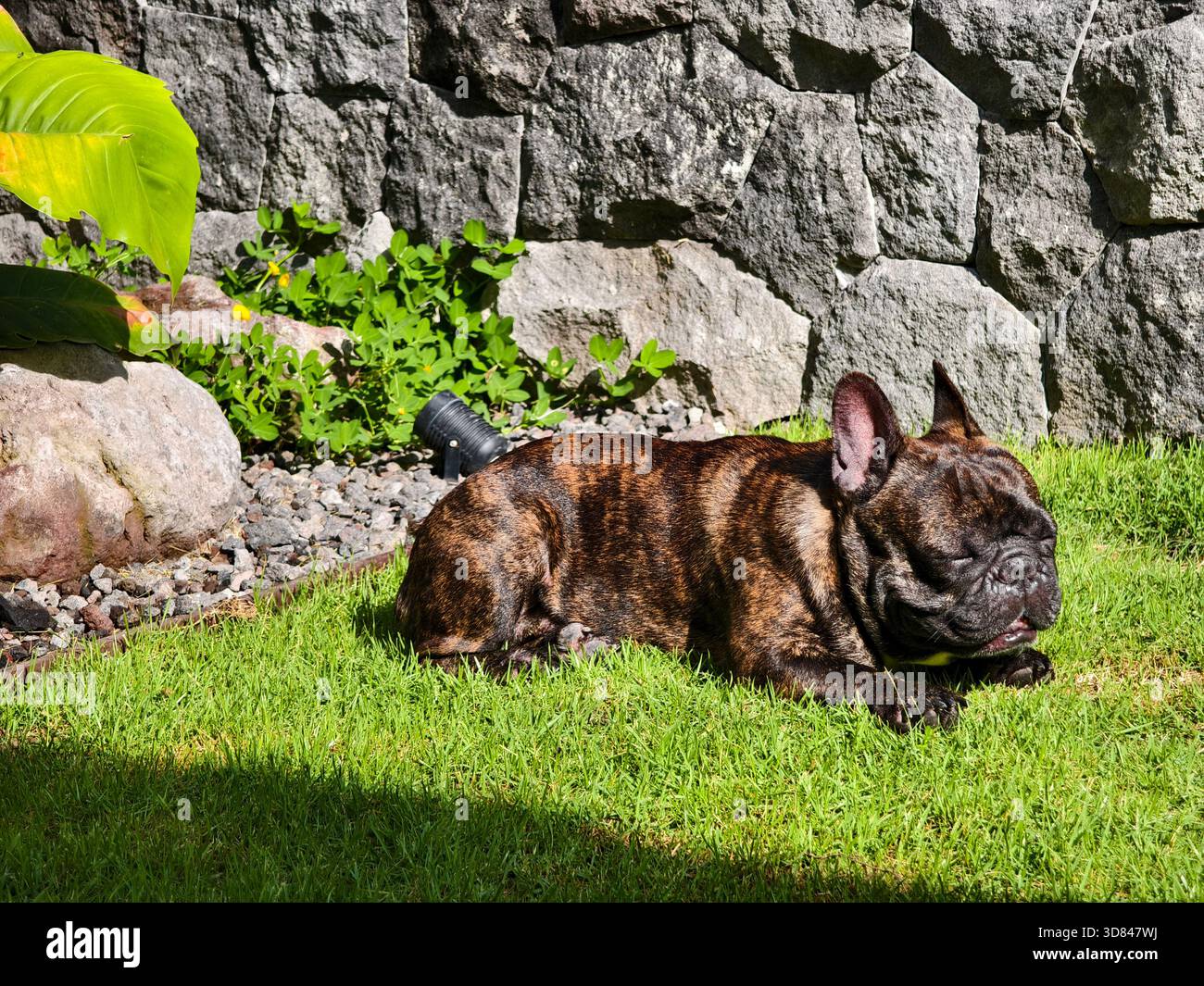 Un bouledogue français bringé bronzant sur l'herbe verte au soleil Banque D'Images