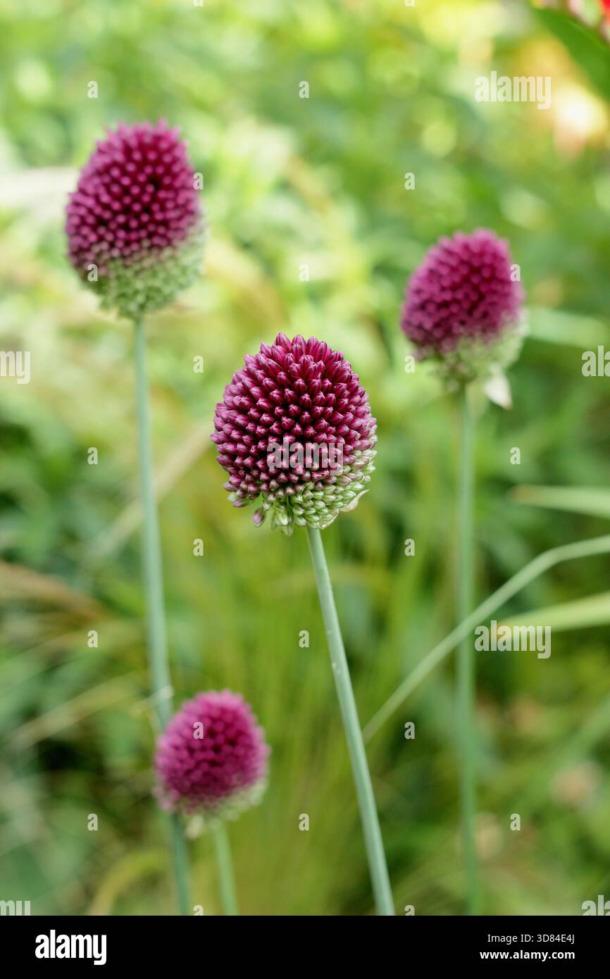 Allium sphaerocephalon, un oignon ornemental de pilon portant des têtes de fleurs vertes denses qui mûrissent à marron profond. Aussi appelé poireau à tête ronde. Banque D'Images