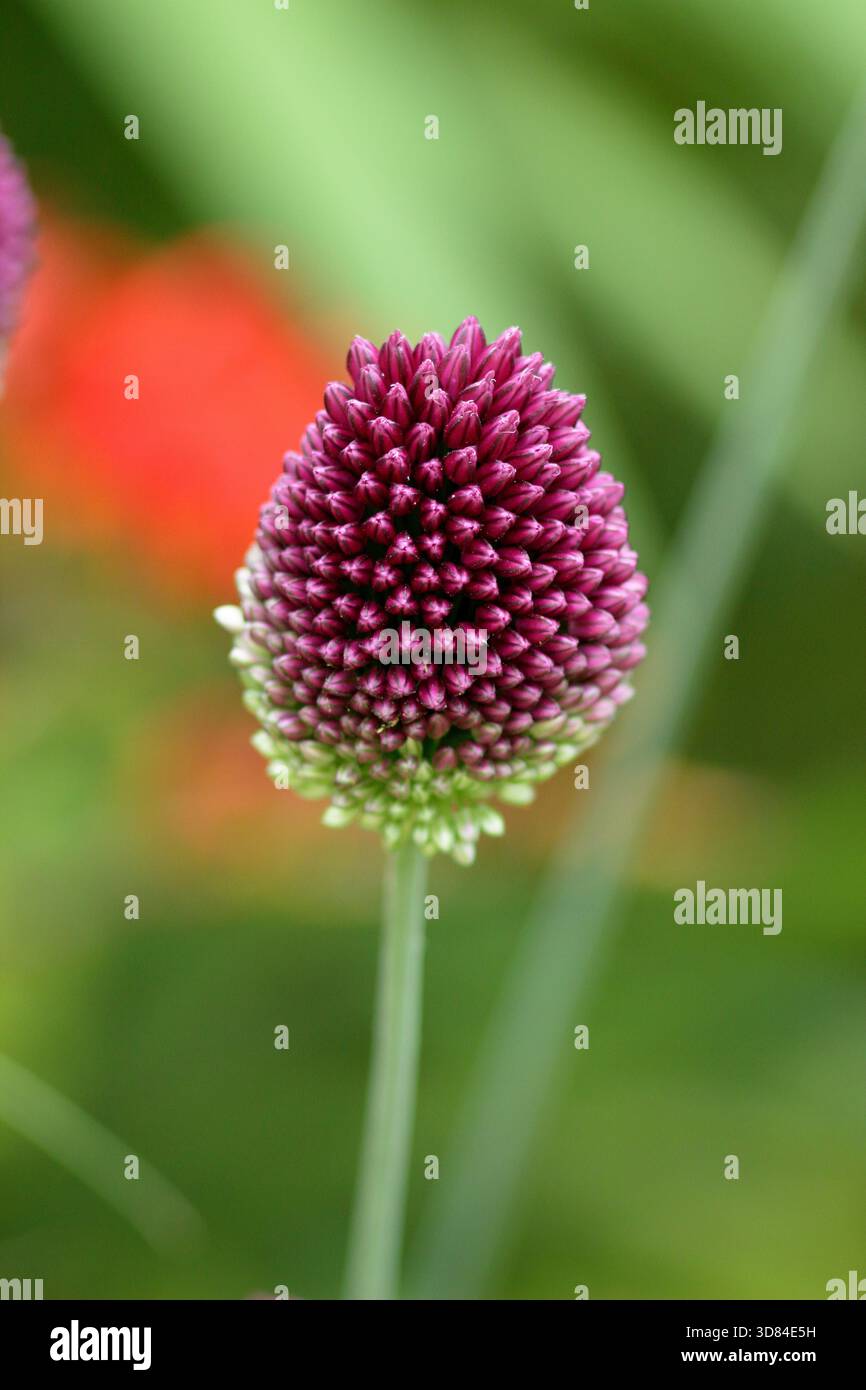 Allium sphaerocephalon, un oignon ornemental de pilon portant des têtes de fleurs vertes denses qui mûrissent à marron profond. Aussi appelé poireau à tête ronde. Banque D'Images