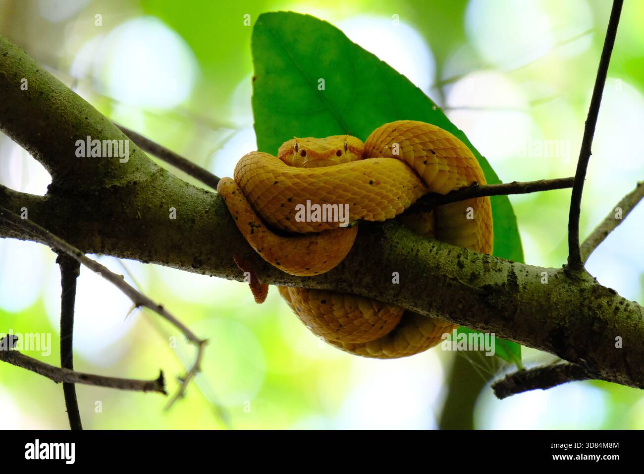 Vipère à cils dorés enroulé sur une branche d'arbre dans le parc national de Cahuita, Costa Rica. Banque D'Images