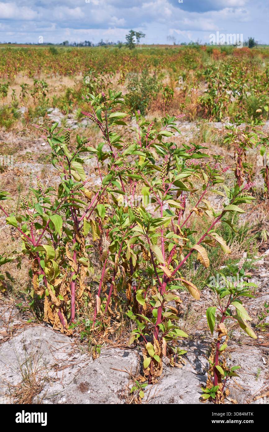 France, Gironde, entre Saint Magne et Hostens, forêt de pins ravagée après l'incendie de 2022, pokeweed américain, poke sallet, pokeberry, libellules, mauvaise herbe aux pigeonniers, et inkberry (Phytolacca americana), plante toxique et envahissante Banque D'Images