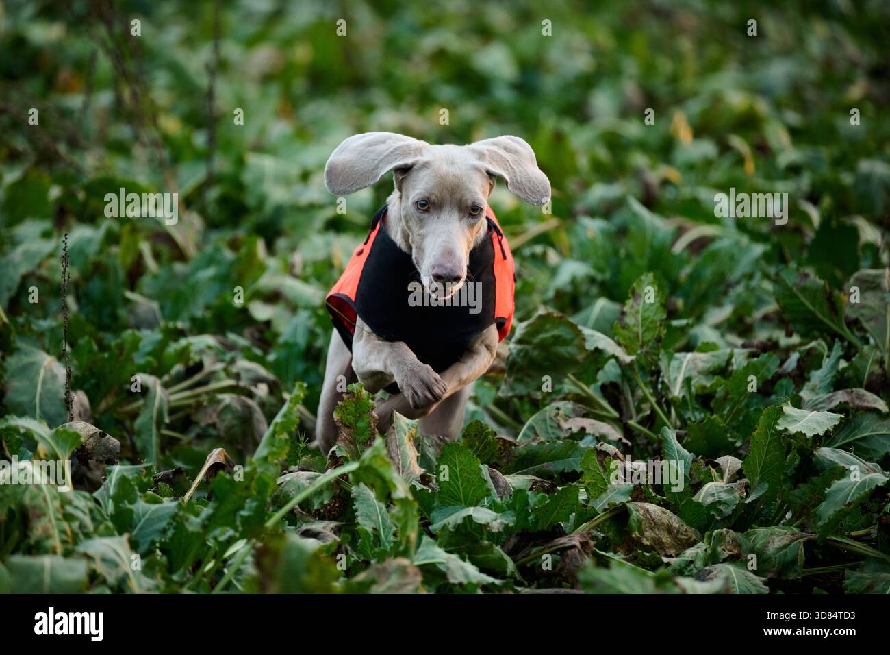 weimaraner courant à travers un champ de betteraves à sucre Banque D'Images