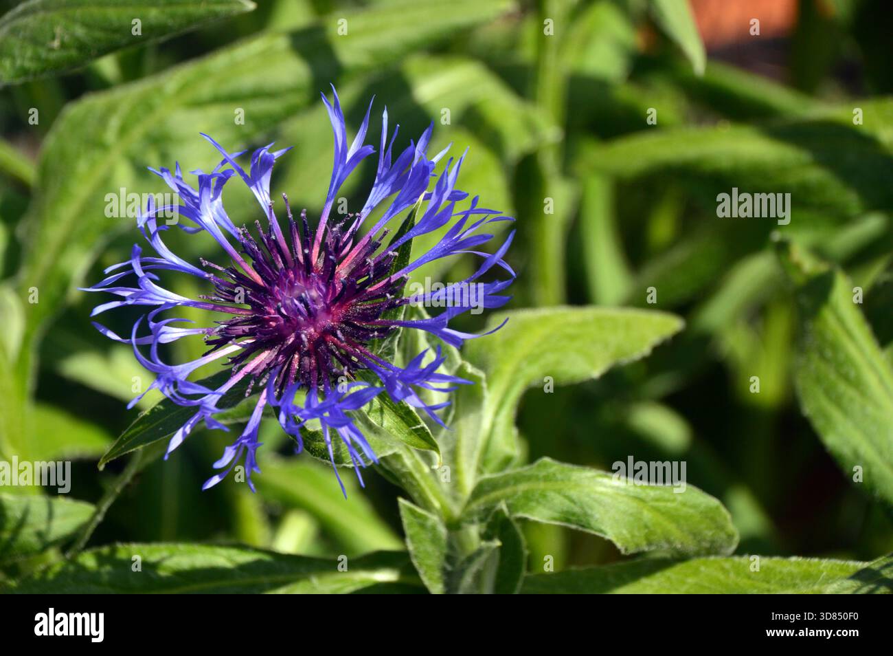 Single Blue Centaurea Cyanus (Cornflower) cultivé dans les jardins médiévaux du château de Bolton à Wensleydale, North Yorkshire, Angleterre, Royaume-Uni. Banque D'Images