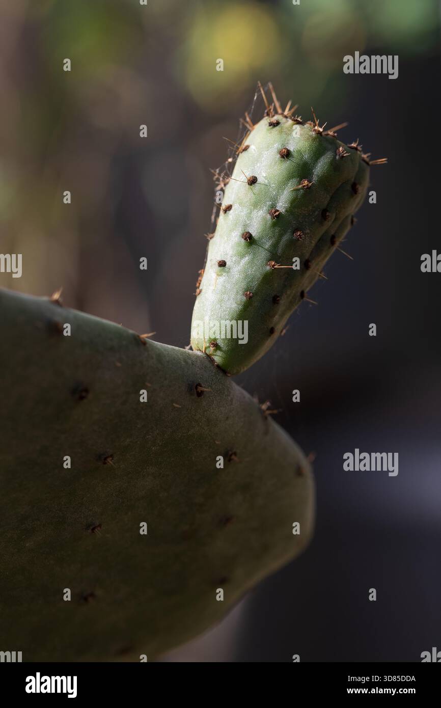 Image macro d'une petite branche de cactus montrant des détails fins et des épines Banque D'Images