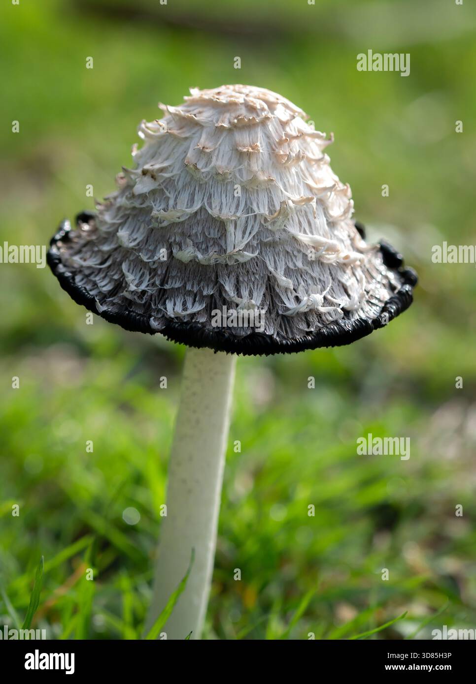 Shaggy Champignon Cap d'encre Banque D'Images