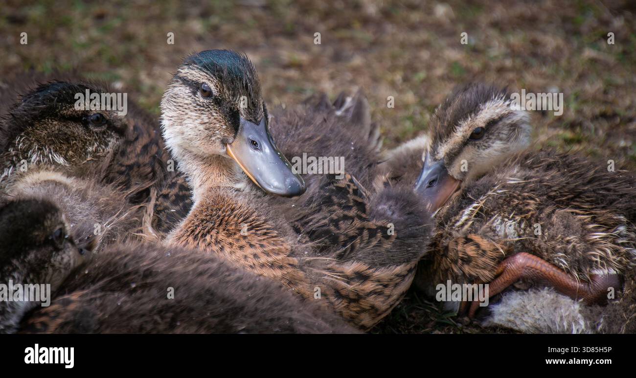 Groupe de canetons colverts Banque D'Images