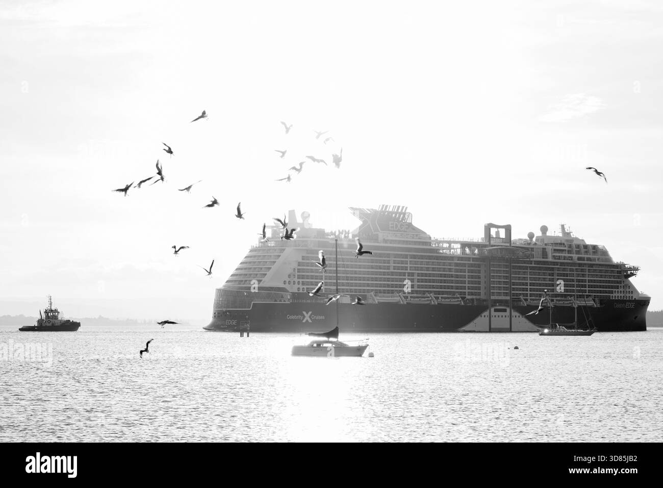 Tauranga Nouvelle-Zélande - novembre 25 2025 ; le navire de croisière Celebrity X Edge quitte le port suivi d'un bateau-pilote et d'un troupeau de mouettes Banque D'Images