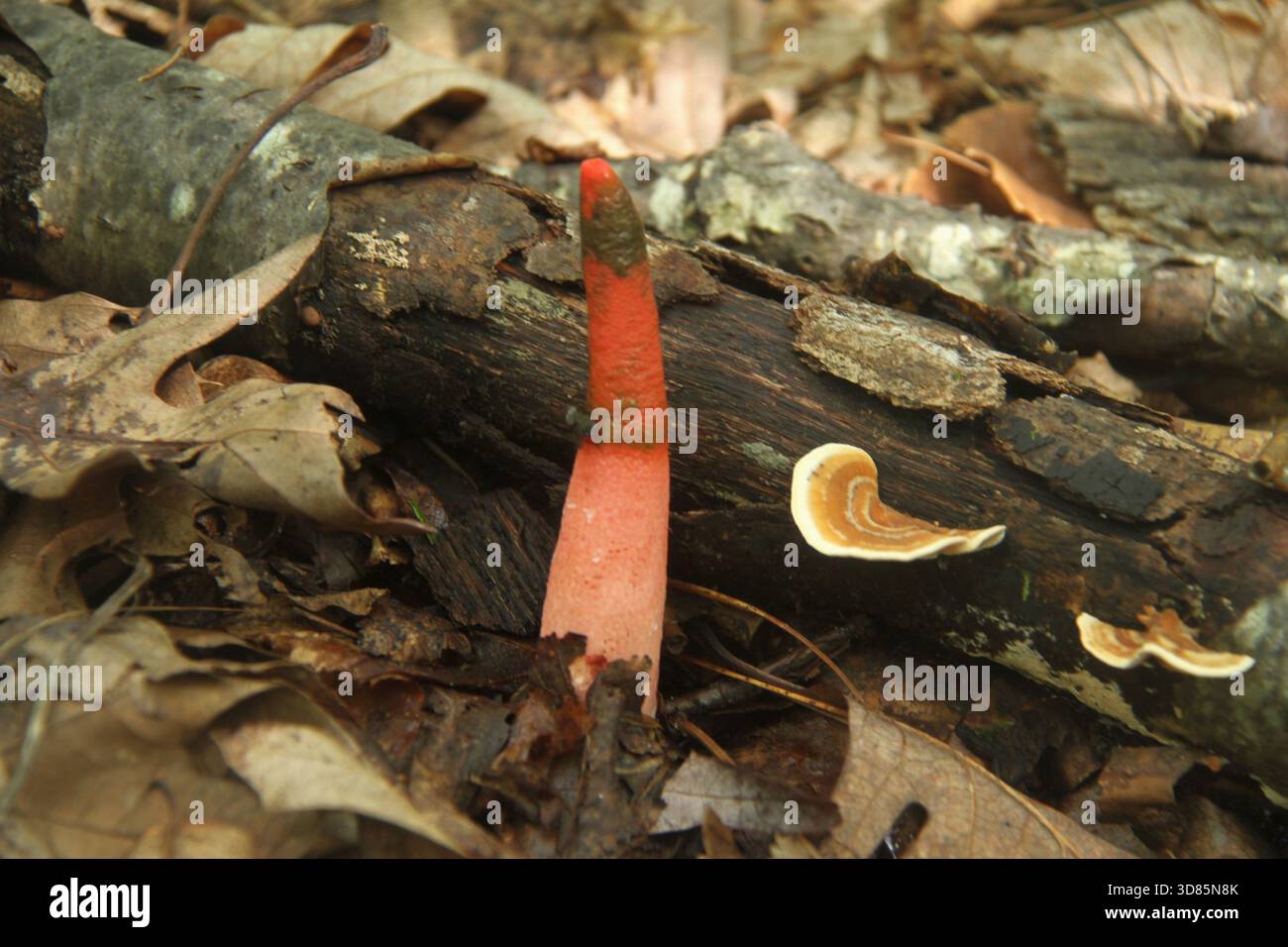 Un champignon Mutinus elegans en Virginie, USA Banque D'Images