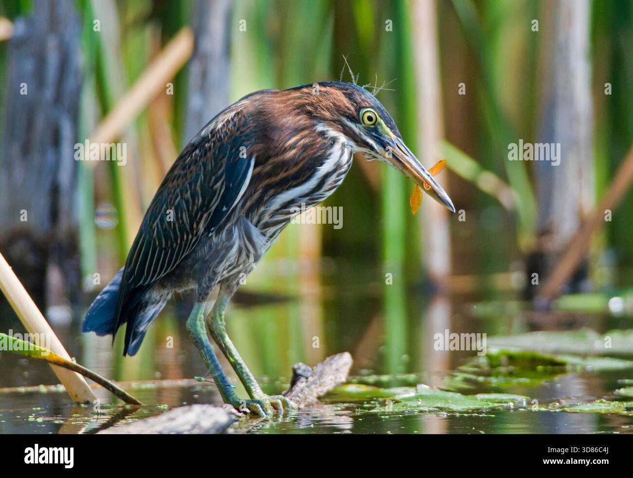 Heron vert (Butorides virescens) tenant une libellule dans son bec dans une zone humide du Wisconsin, quelques instants avant d'avaler sa proie. Banque D'Images