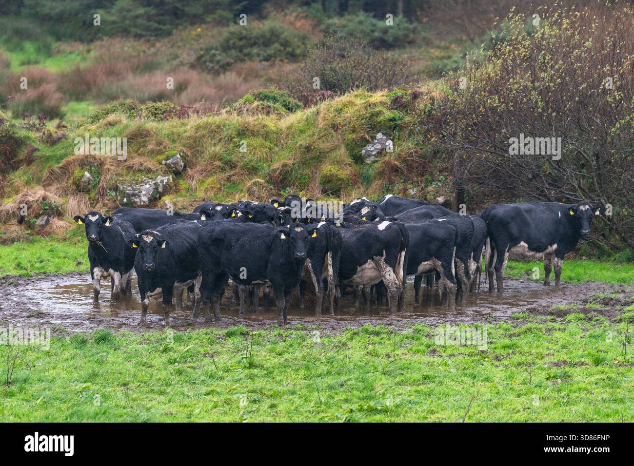 Vaches se vautant dans une flaque boueuse pendant la tempête Claudia à West Cork, en Irlande Banque D'Images
