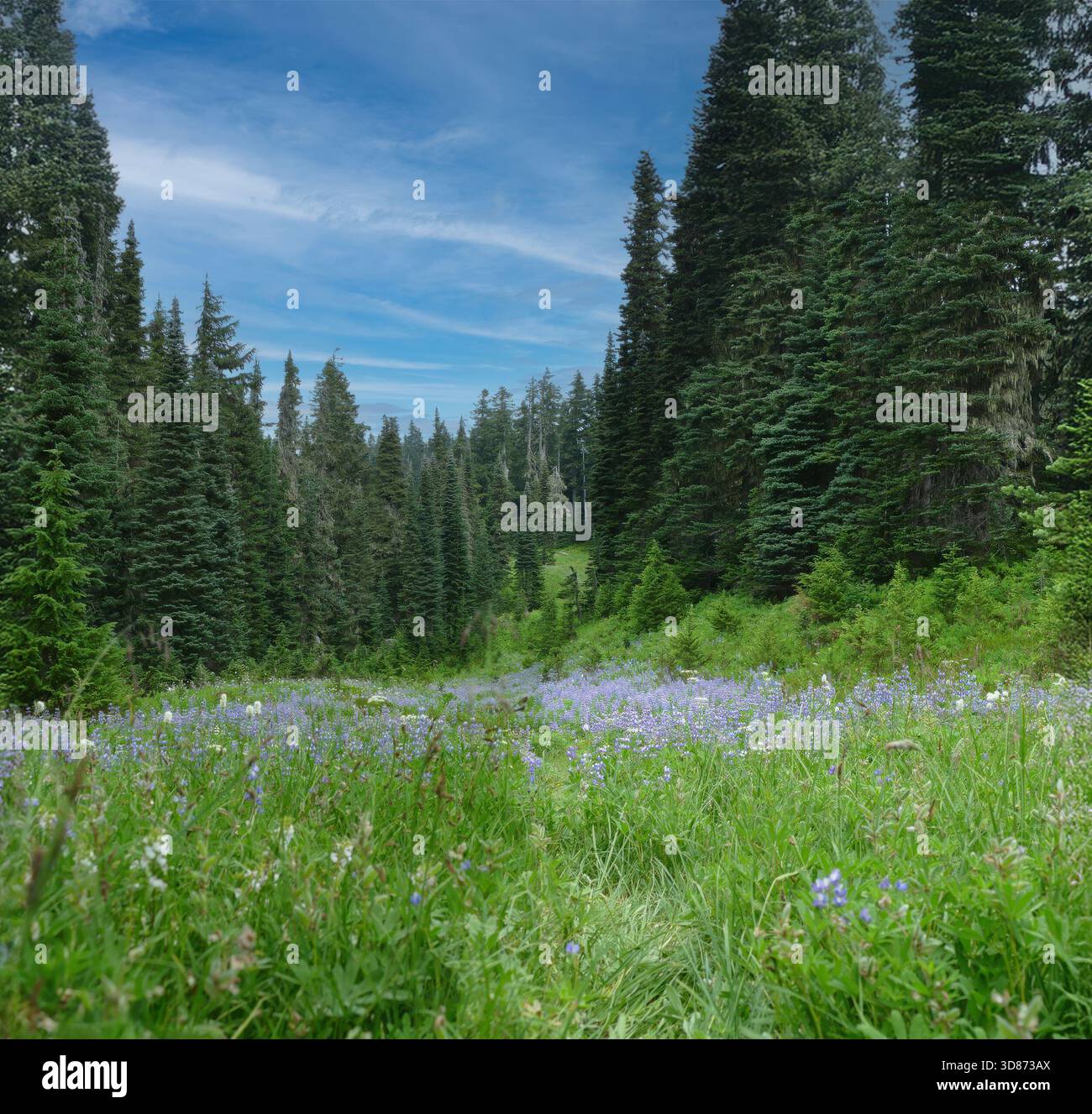 Mont RAINIER NP, WASHINGTON - 14 août 2025 - prairie verte luxuriante fleurissant avec des fleurs sauvages violettes vibrantes dans la zone Paradise du Mount Rainier National P Banque D'Images