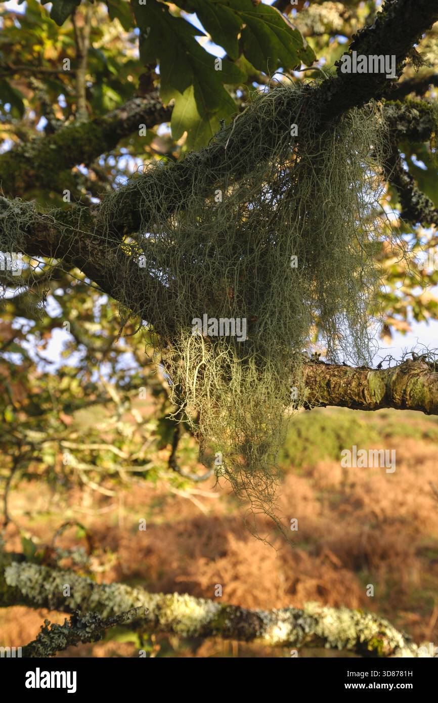 Vue de lichen suspendu à des branches d'arbre, créant un rideau naturel contre un paysage flou de verts et d'or, un moment de beauté sereine, Bodm Banque D'Images