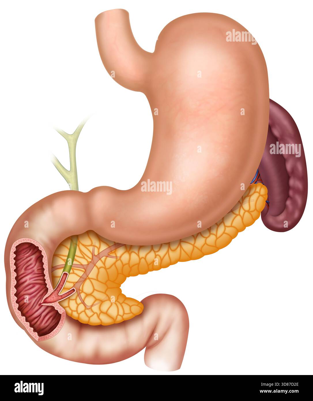 Illustration de l'estomac, du pancréas et de la rate. Ces organes sont vitaux pour le système digestif et immunitaire. L'estomac effectue la dégradation initiale de la nourriture, tandis que le pancréas sécrète des enzymes et des hormones, comme l'insuline. La rate fait partie du système lymphatique, produit des lymphocytes, participe à la production et à la filtration des cellules sanguines, stocke et détruit les anciennes cellules sanguines. Banque D'Images