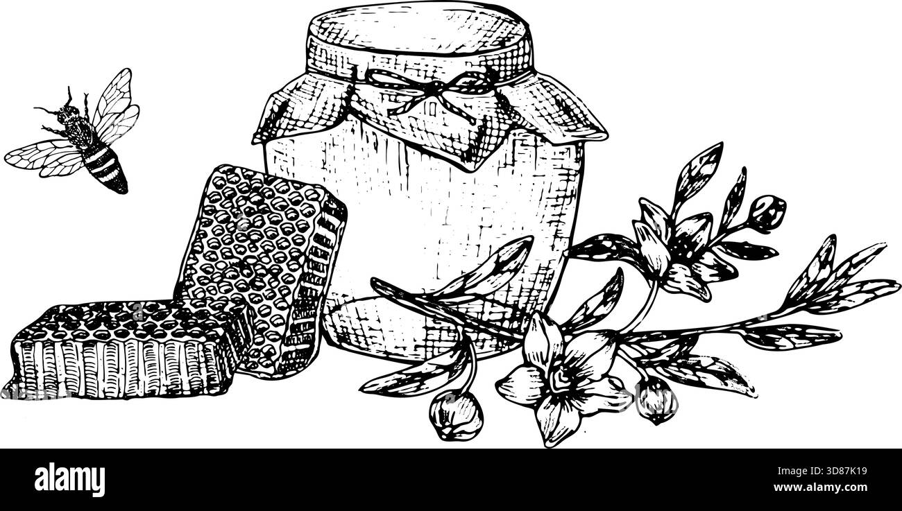 Illustration vectorielle de miel de Manuka. Cuillère dessinée à la main, abeille, nid d'abeille, pot, fleurs de manuka dans le style linéaire vintage. Ensemble de croquis de miel avec manuka. Illustration de Vecteur
