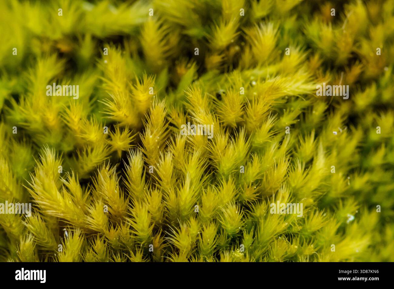 Gros plan de mousse verte éclatante avec des feuilles épaisses et une texture douce sur le sol forestier. Banque D'Images