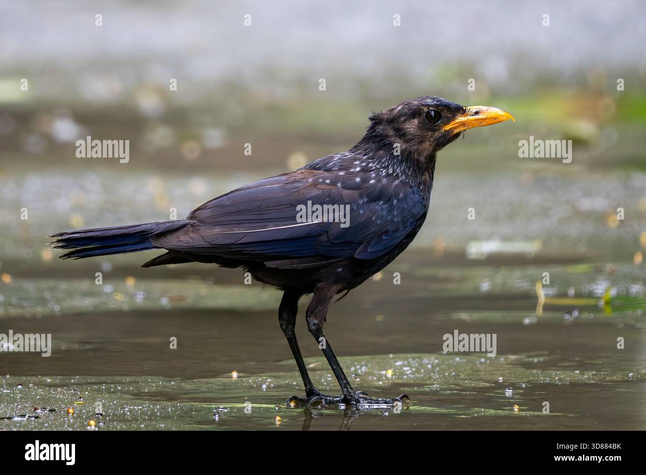 Muguet sifflant bleu - Myophonus caeruleus, bel oiseau perché coloré originaire des forêts et des bois d'Asie, Vietnam. Banque D'Images