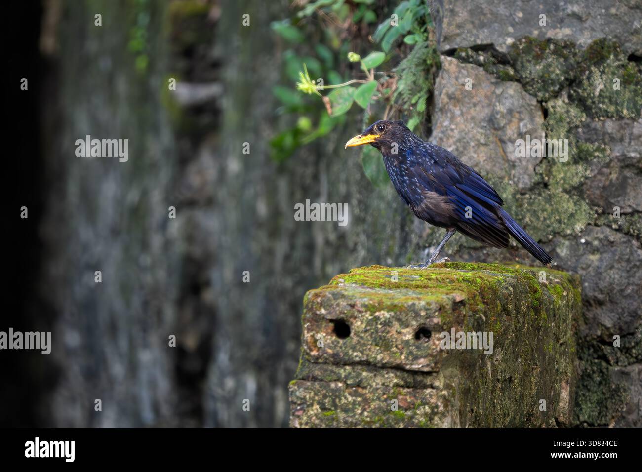 Muguet sifflant bleu - Myophonus caeruleus, bel oiseau perché coloré originaire des forêts et des bois d'Asie, Vietnam. Banque D'Images