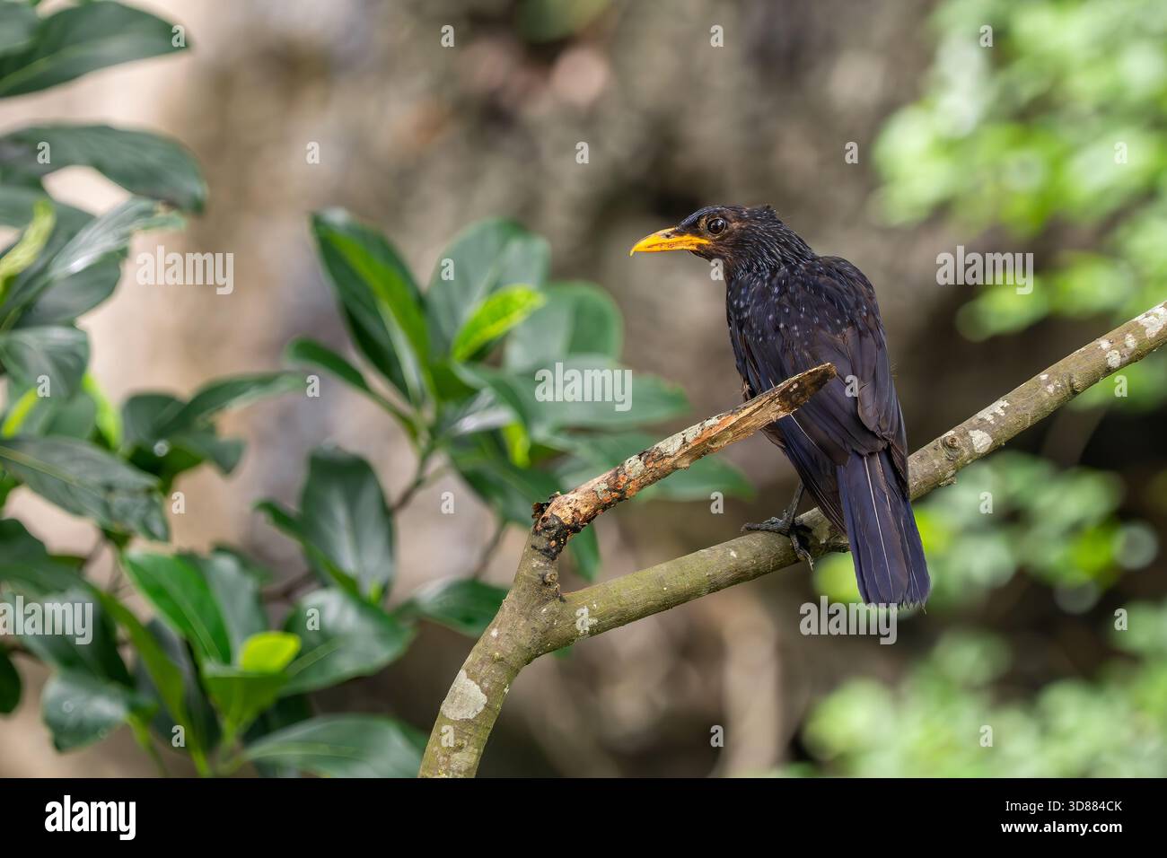 Muguet sifflant bleu - Myophonus caeruleus, bel oiseau perché coloré originaire des forêts et des bois d'Asie, Vietnam. Banque D'Images