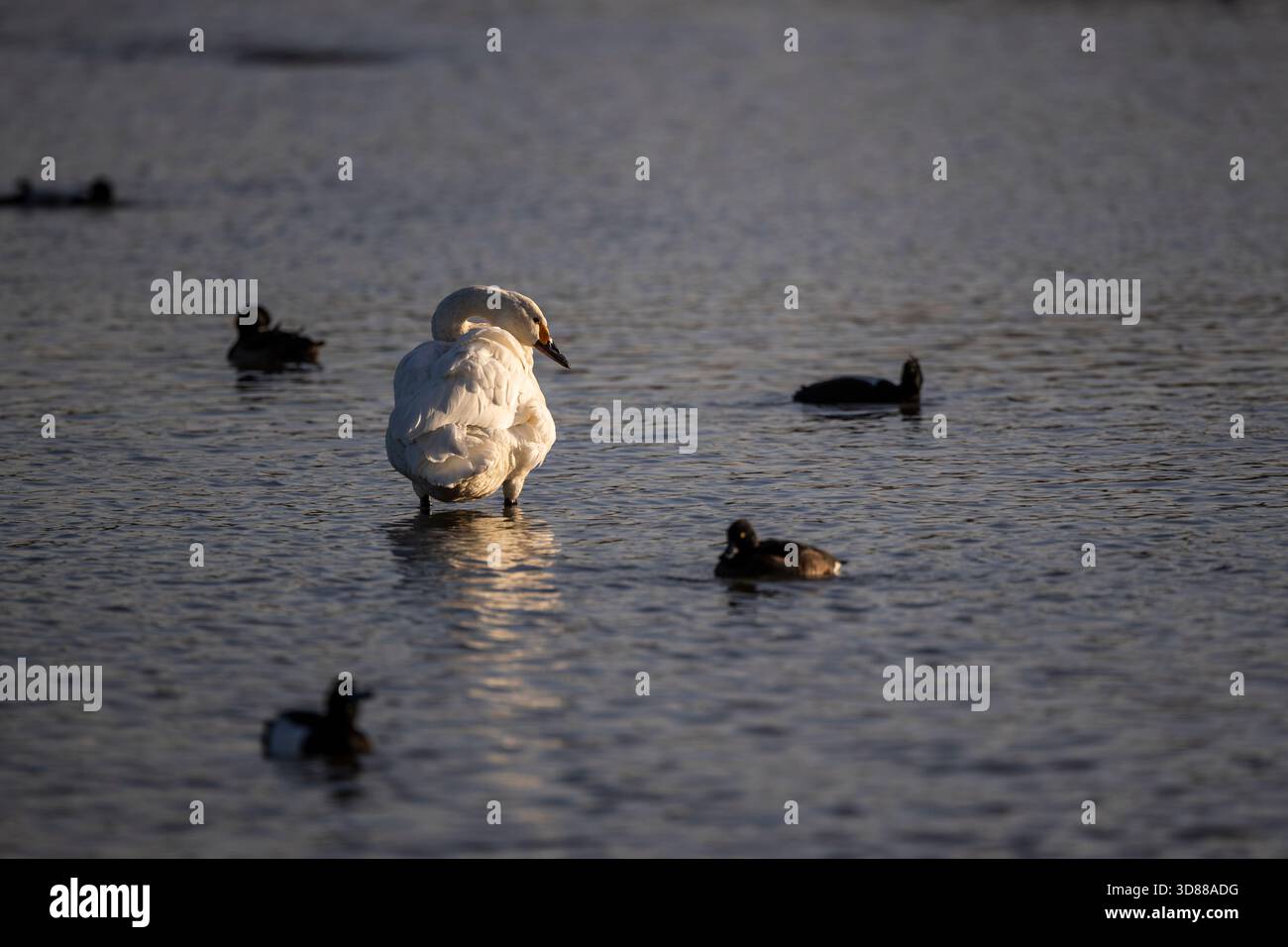 Bewick Cygne, Slimbridge. ROYAUME-UNI. Ces cygnes passent l'hiver au Royaume-Uni, mais beaucoup s'arrêtent rapidement dans le nord de l'Europe en raison du changement climatique. Banque D'Images