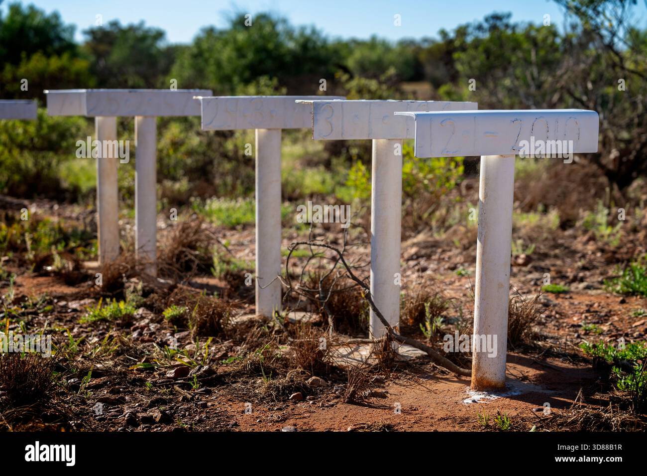 Marqueurs d'inondation sur la plaine inondable autour de Cooper's Creek, Windorah, Queensland, Australie Banque D'Images
