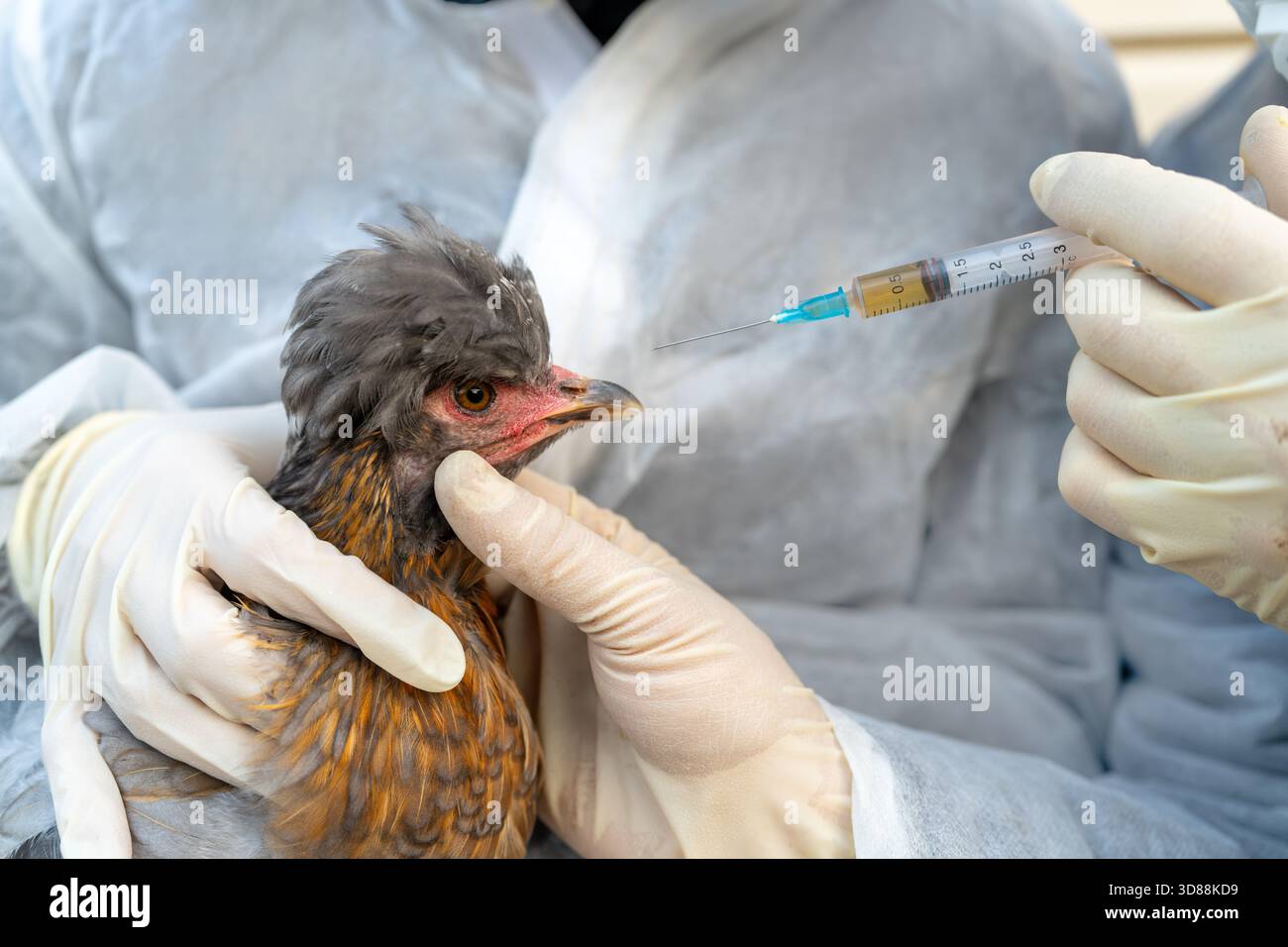 Gros plan d'un poulet et d'une seringue avec un médicament, illustrant le traitement des maladies aviaires, y compris la grippe aviaire, et voiture de santé globale de la volaille Banque D'Images
