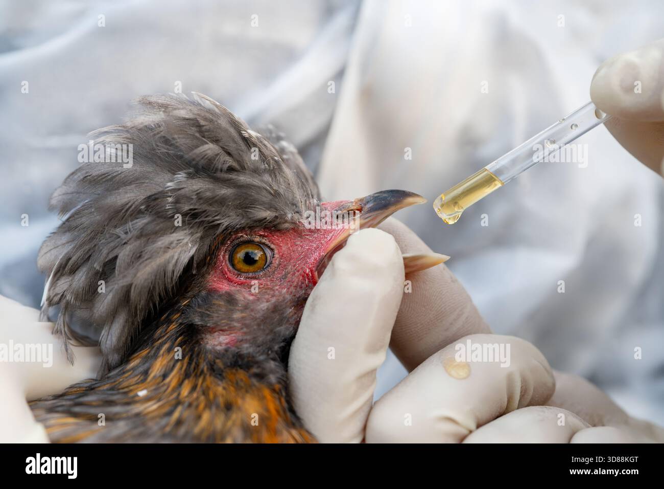 Gros plan d'un médecin dans des gants administrant des médicaments avec une pipette dans un bec de poulet s, mettant en évidence le traitement, la prévention des maladies, les vitamines, le mien Banque D'Images