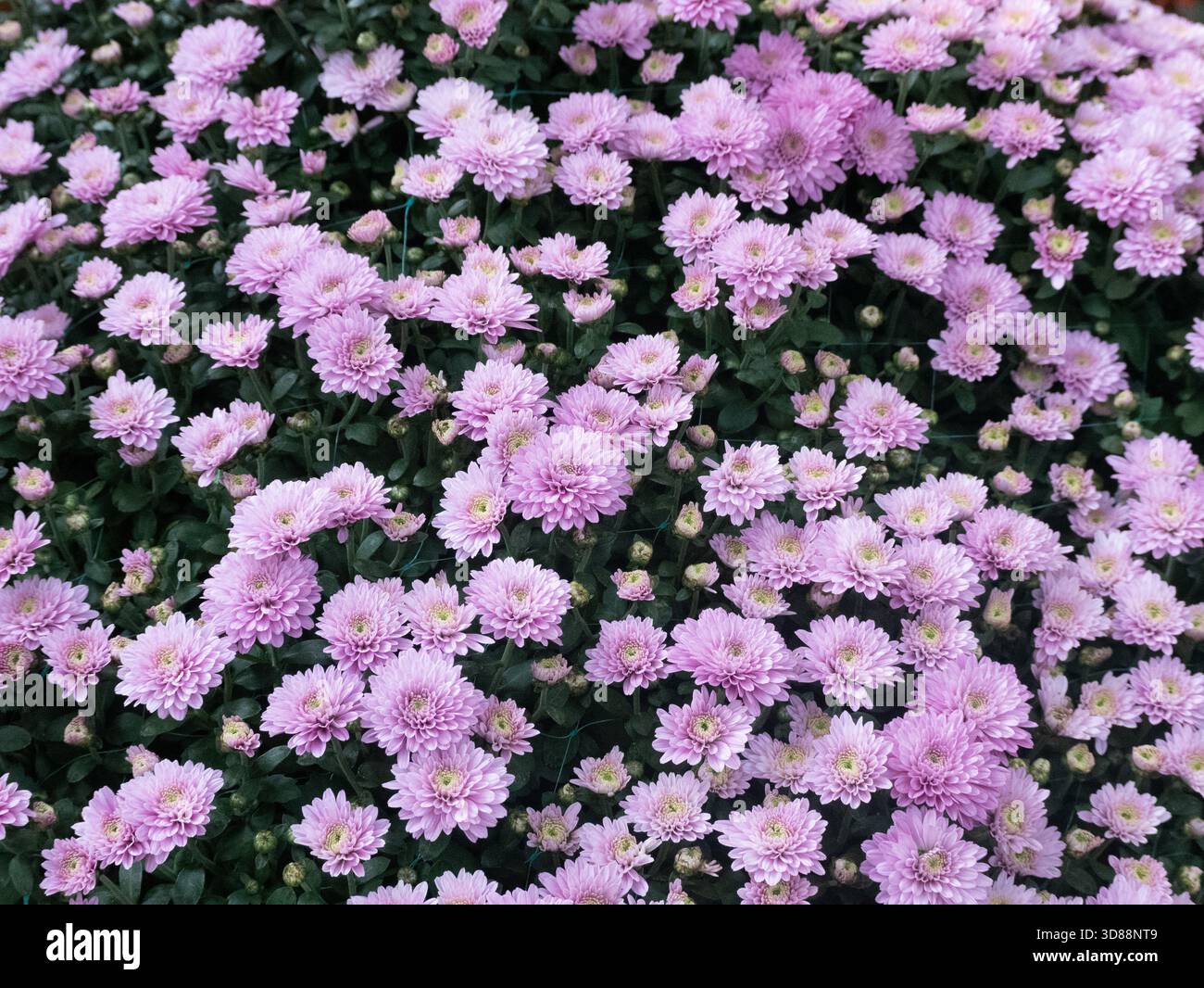 De nombreux chrysanthèmes violets ont été déclenchés par les feuilles vertes. Banque D'Images