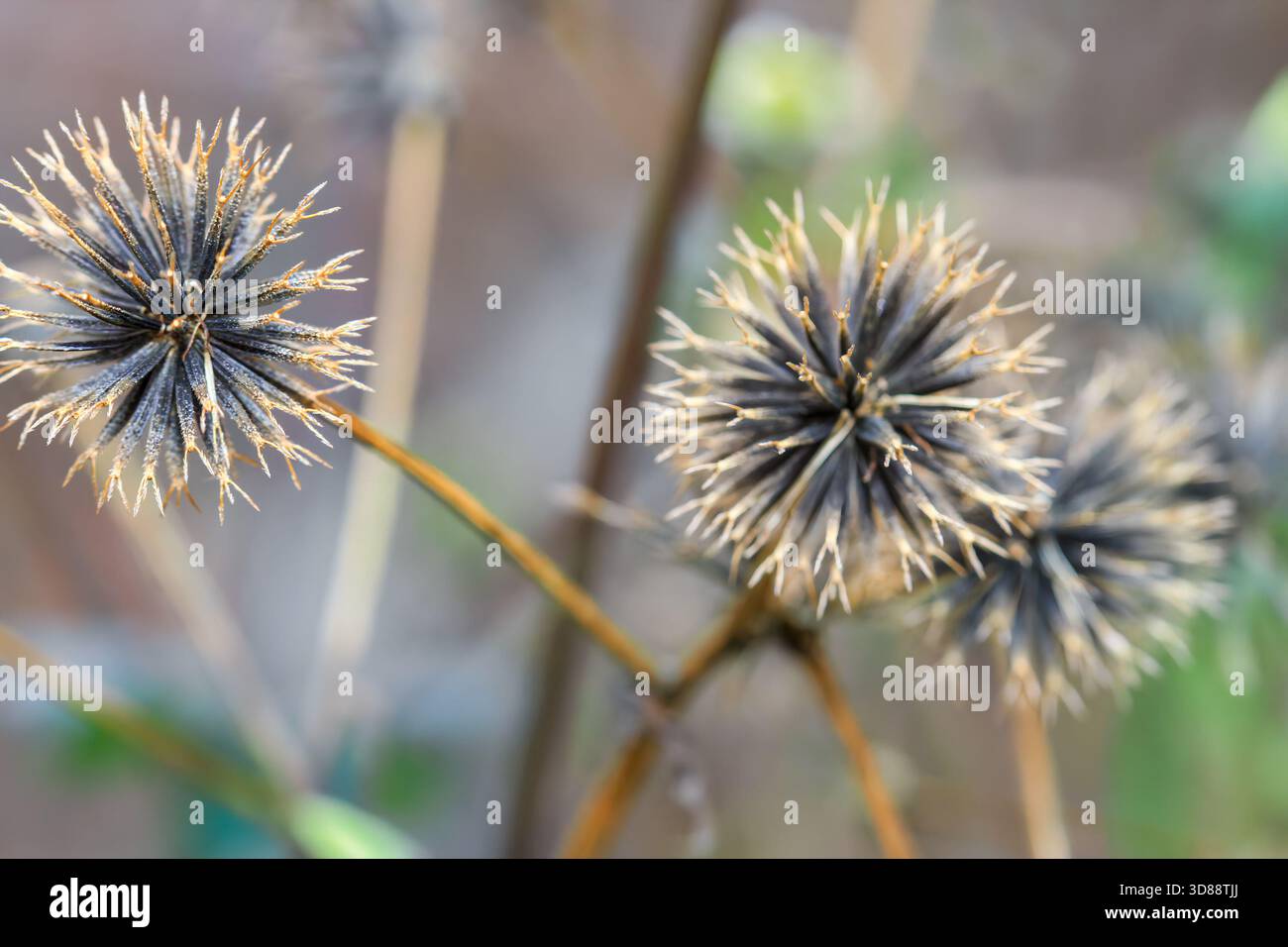 Gros plan de deux têtes de graines de chardon séchées épaisses avec des pointes dorées, capturées à Cinsbu, dans le canton de Jianshi, dans le comté de Hsinchu, à Taiwan. Belle automne sauvage p Banque D'Images