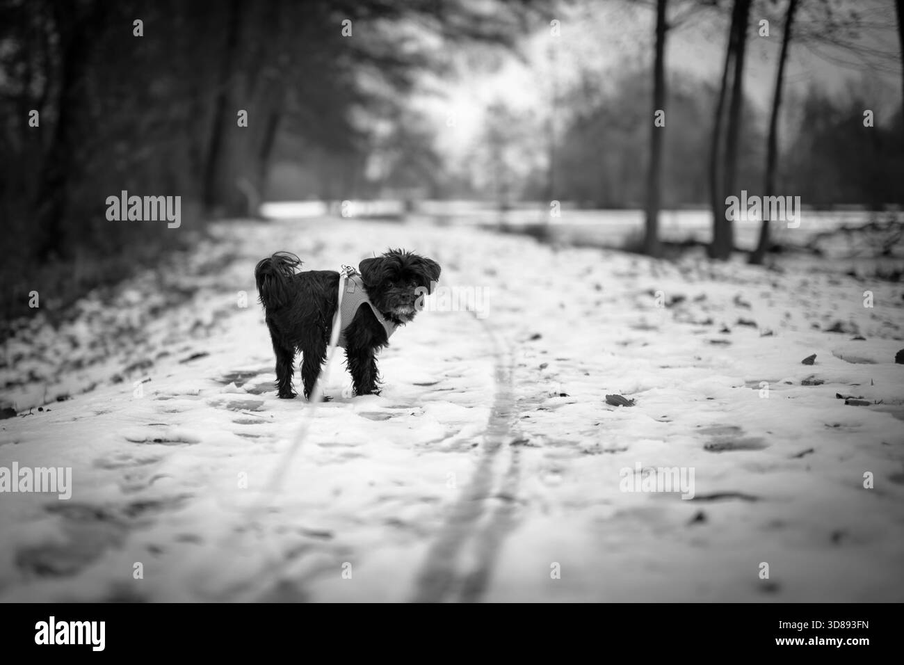 Un petit chien noir portant un harnais bleu clair se tient sur un chemin enneigé pendant l'hiver, regardant au loin. La scène capture un hiver paisible w Banque D'Images