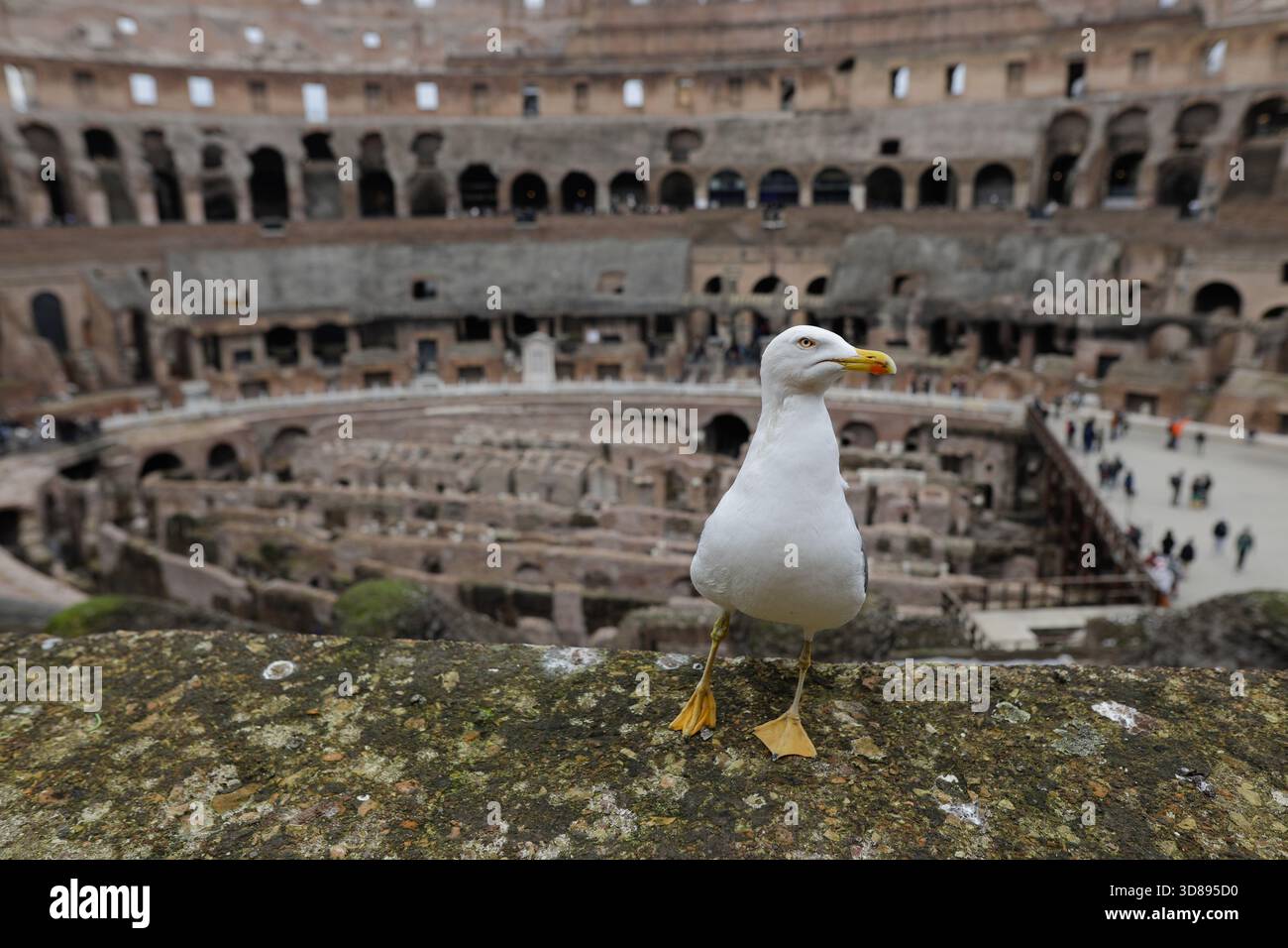 Rome, Italie - 10 janvier 2024 : mouette sur les ruines de l'ancien Colisée de Rome Banque D'Images
