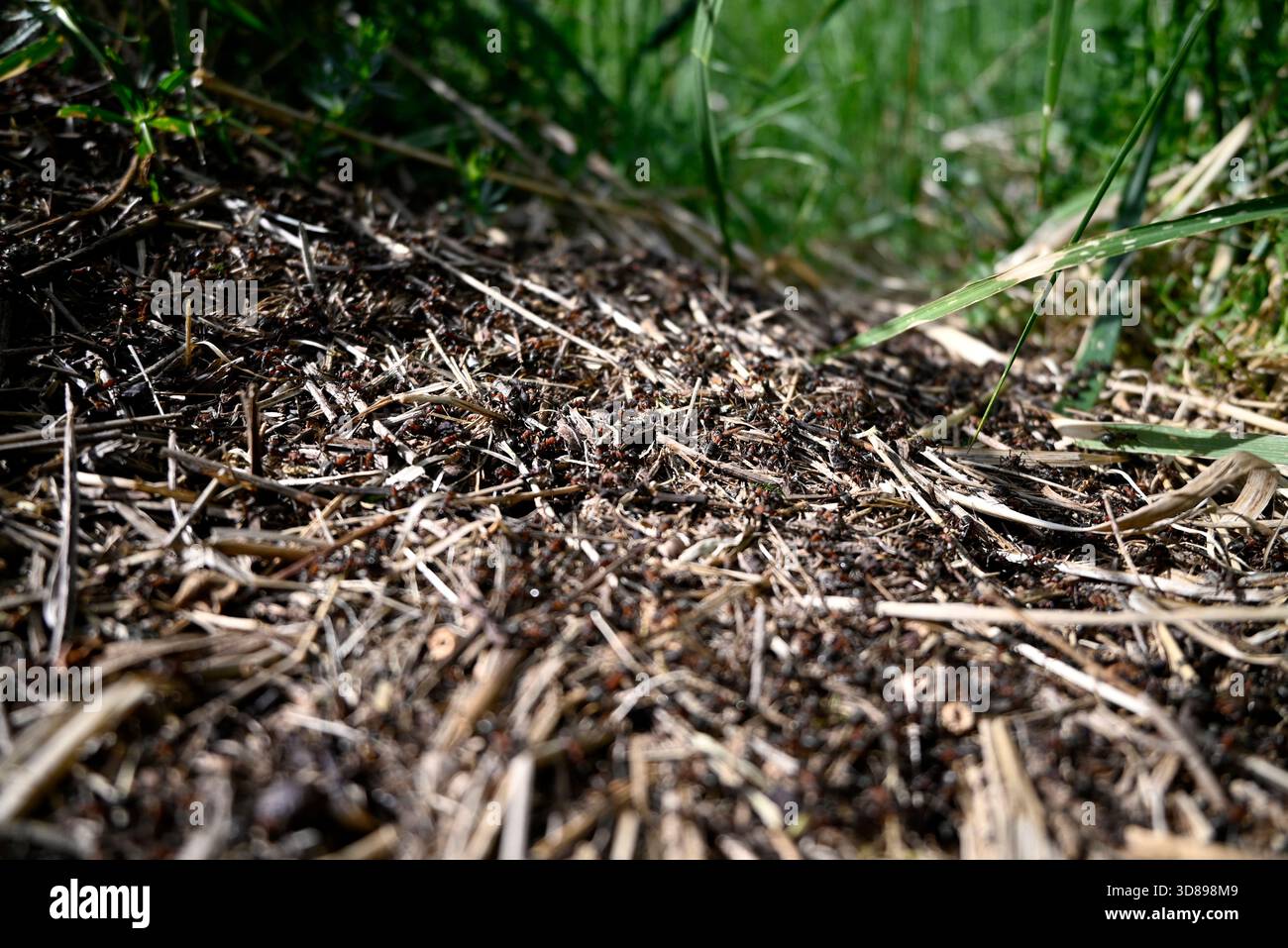 Une horde de fourmis essayantes Banque D'Images