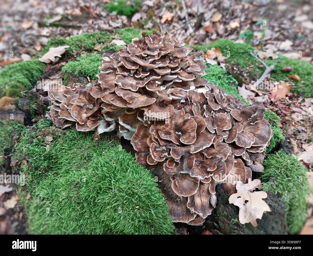 Champignon Maitake (Grifola frondosa) poussant sur une souche couverte de mousse en forêt sous feuillage automnal. Banque D'Images
