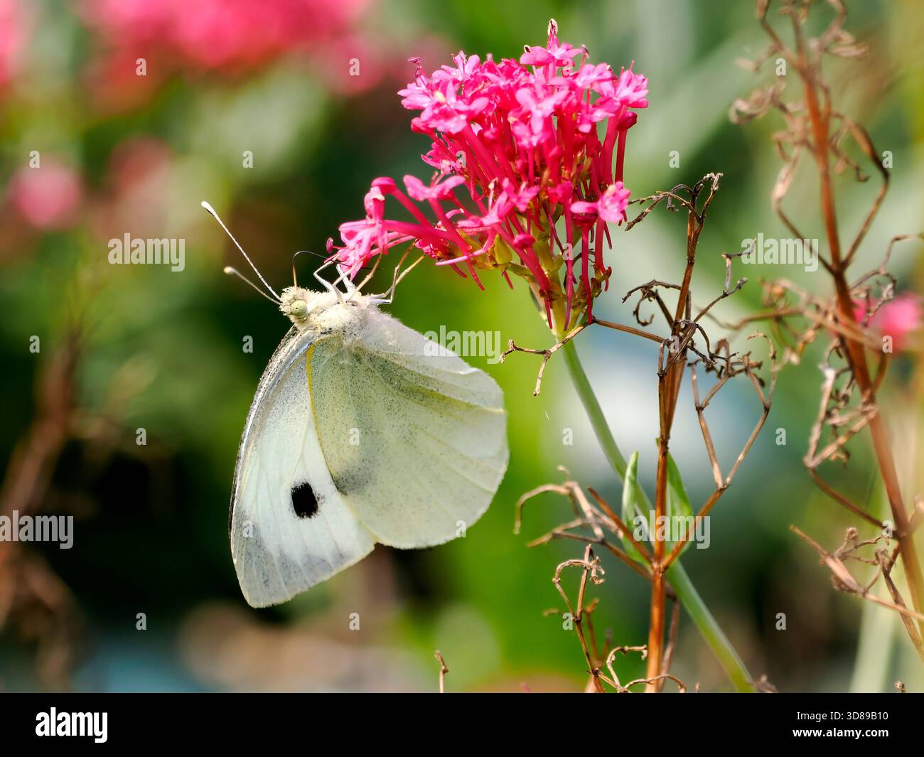 Gros papillon blanc (Pieris brassicae) se nourrissant de fleurs de valériane rouge (Centranthus ruber) Banque D'Images