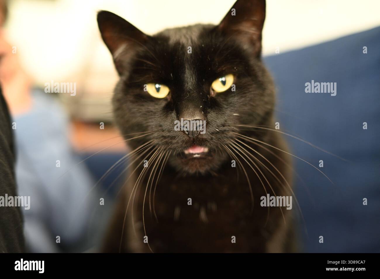 Chat noir bâillant regardant la caméra montrant les dents, les yeux et la langue Banque D'Images