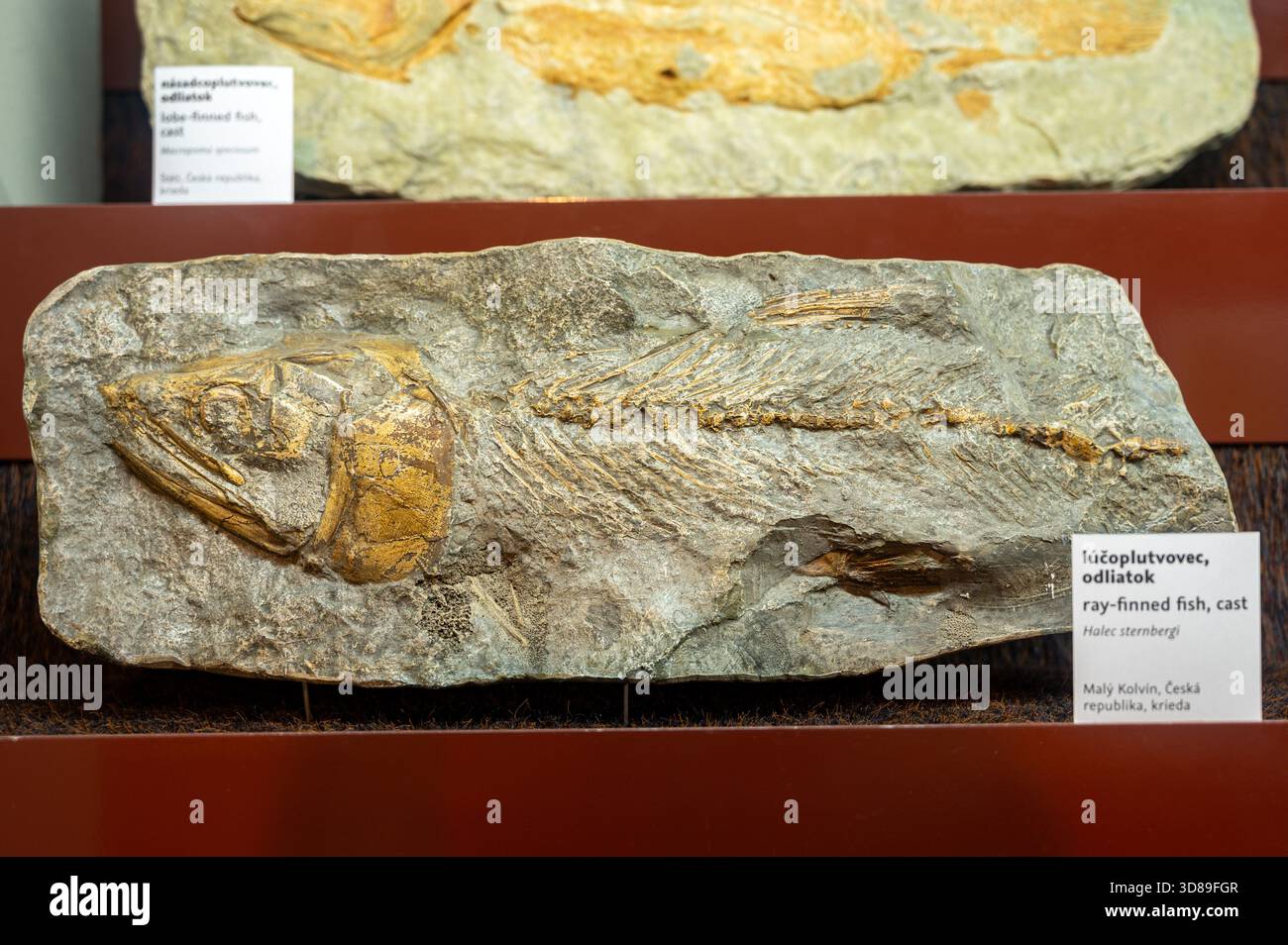 Poisson à nageoires rayonnées, coulé (Halec sternbergi). Fossile trouvé à Malý Kolvín, République tchèque. Banque D'Images