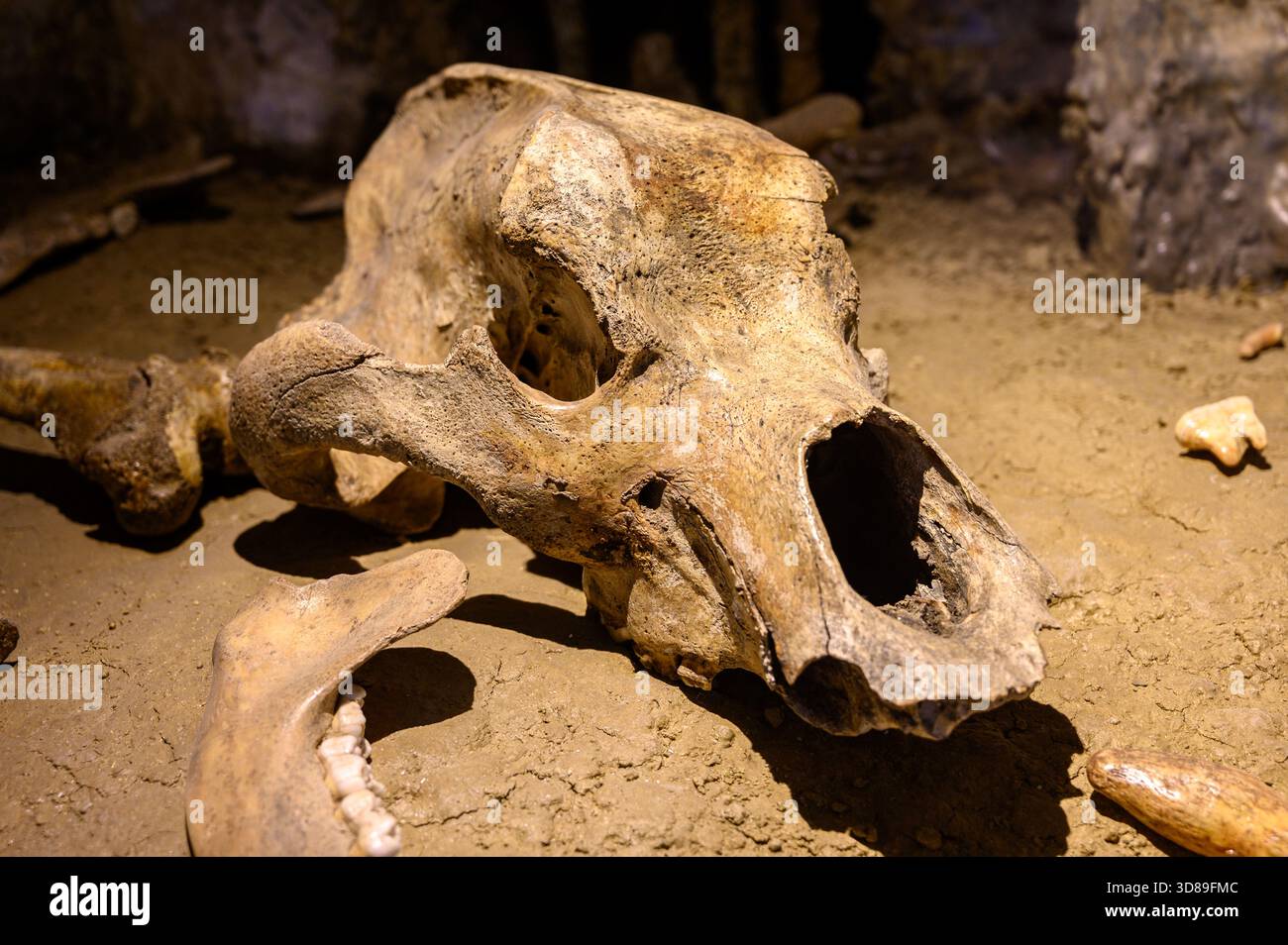 Crâne de l'ours des cavernes. Musée national slovaque, Bratislava, Slovaquie. Banque D'Images