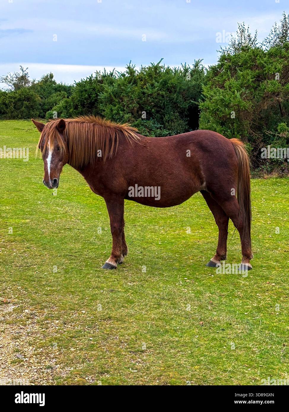 Poney ou cheval brun New Forest debout de profil sur le champ vert et arbres en arrière-plan Banque D'Images