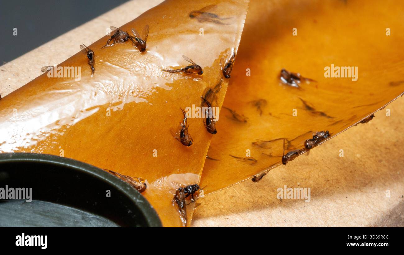 Moufles de champignons ailées collées sur un piège en papier mouche adhésif, empêchant l'infestation par les ravageurs à l'intérieur et protégeant les plantes Banque D'Images