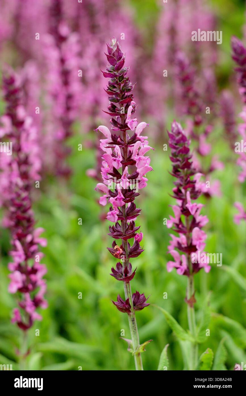 Salvia. Salvias. Salvia nemorosa sensation Medium Deep Rose, vivaces buissonneuses avec des pointes denses de fleur rose rosée. Également connu sous le nom Balkan clary. Banque D'Images