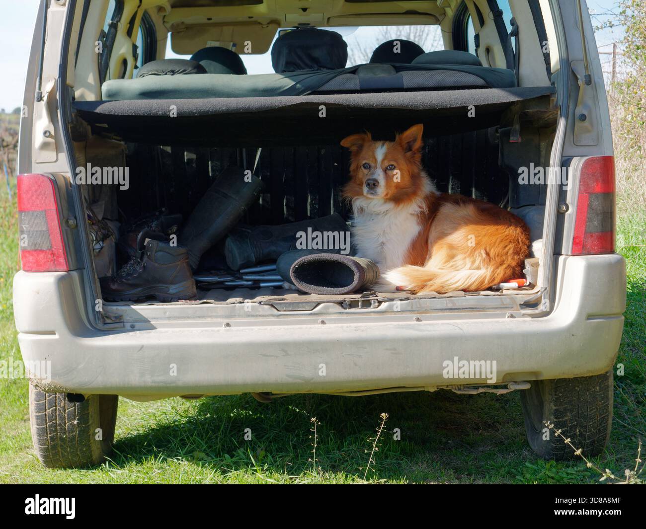 Adorable chien assis à l'arrière d'une voiture avec les oreilles dressées, à côté de chaussures de randonnée et de bottes en caoutchouc, à la campagne. Nov 2025 Banque D'Images
