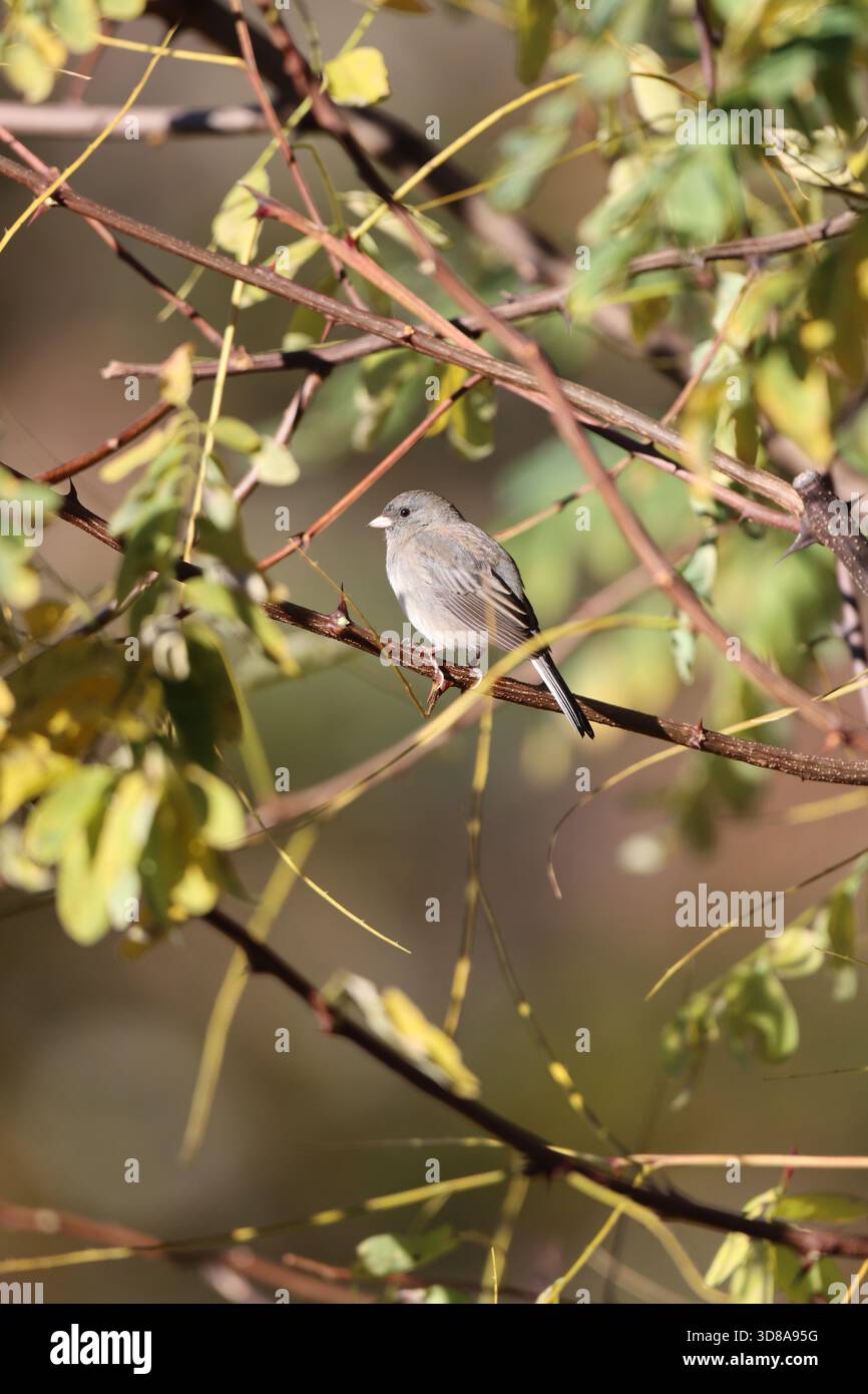 Une femme junco aux yeux sombres assise dans un arbre en automne Banque D'Images