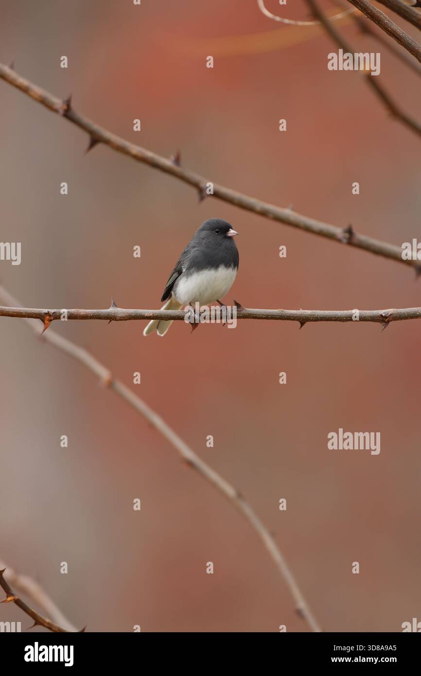 Junco mâle aux yeux noirs assis sur une branche d'arbre Banque D'Images