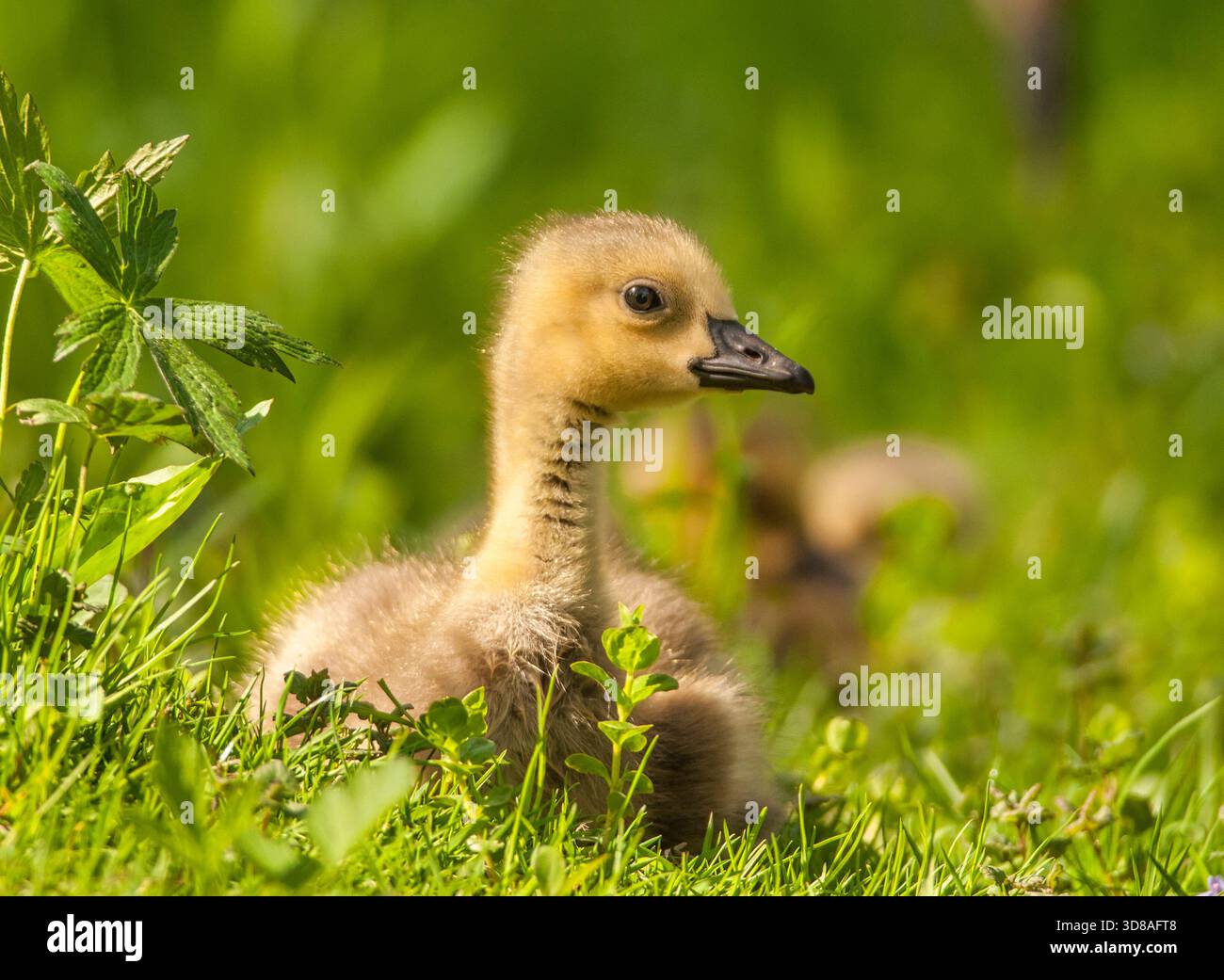Une Baby Canada Goose, ou un gosling, repose paisiblement dans l'herbe au bord d'une rivière du Wisconsin. Banque D'Images