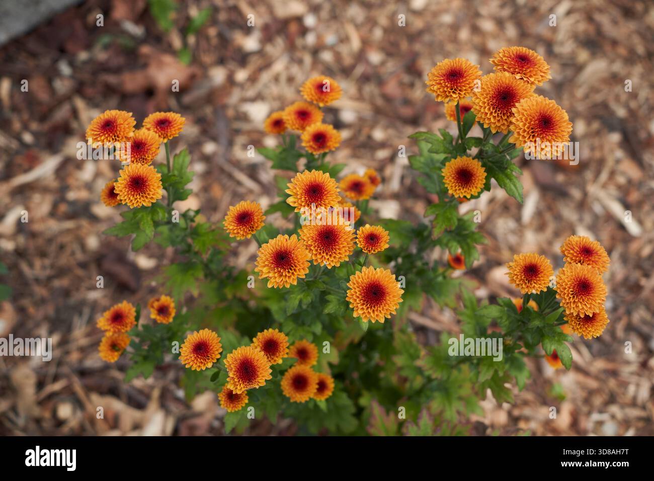 Fleurs d'orange de Chrysanthemum morifolium gros plan Banque D'Images